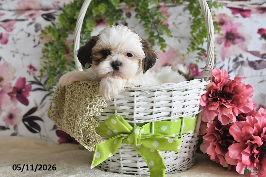 Shih Tzu dogs for sale: Terry - Ad 2