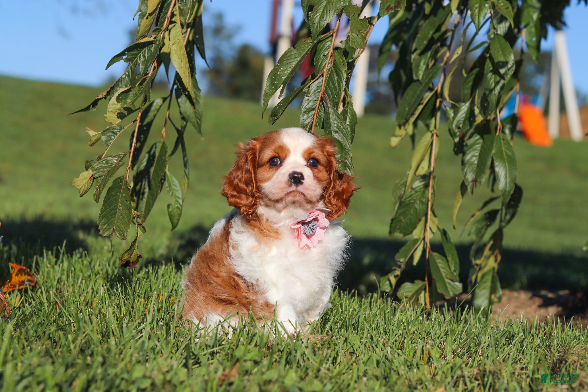 Lila (Cavalier King Charles Spaniel, Female) in Fresno, OH