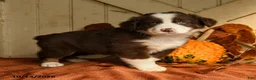 Australian Shepherd dogs for sale: Rusty - Ad 1