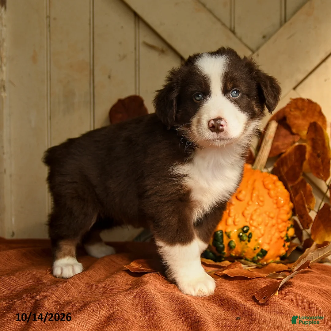 Australian Shepherd dogs for sale: Rusty - Ad 1