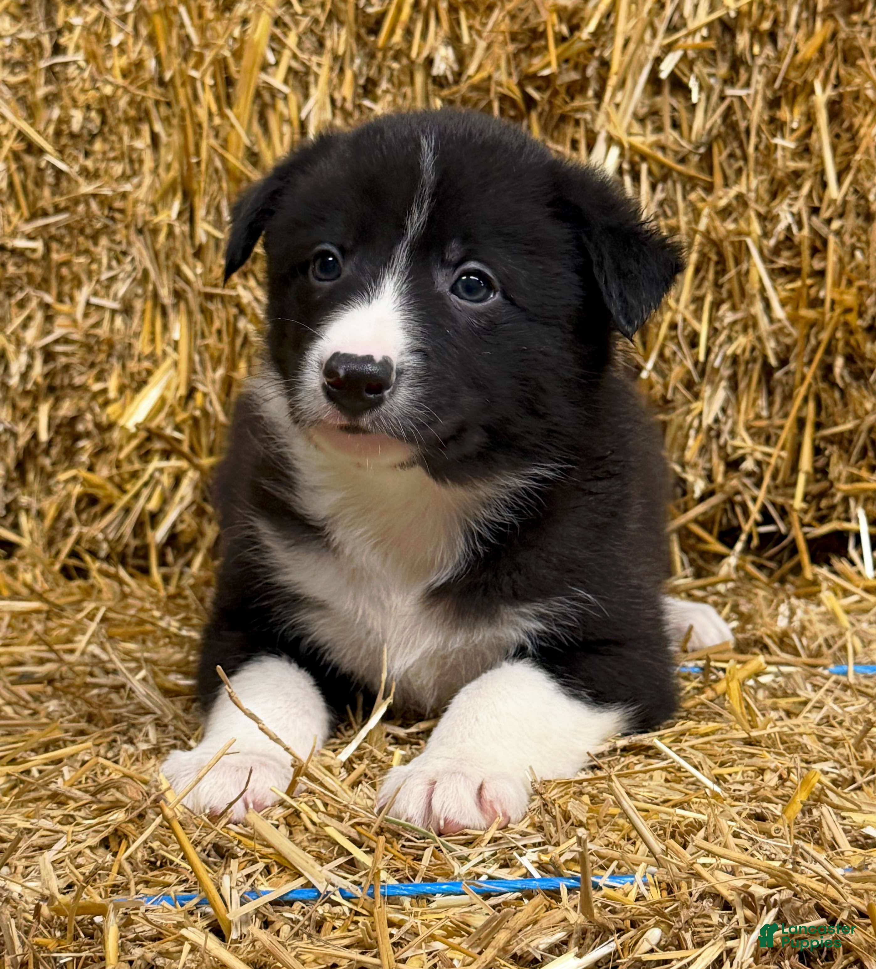 Border Collie dogs Atlas - Ad 26