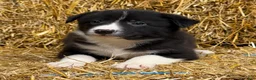 Border Collie dogs for sale: Atlas - Ad 1