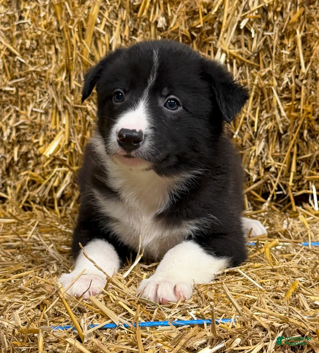 Border Collie dogs for sale: Atlas - Ad 1