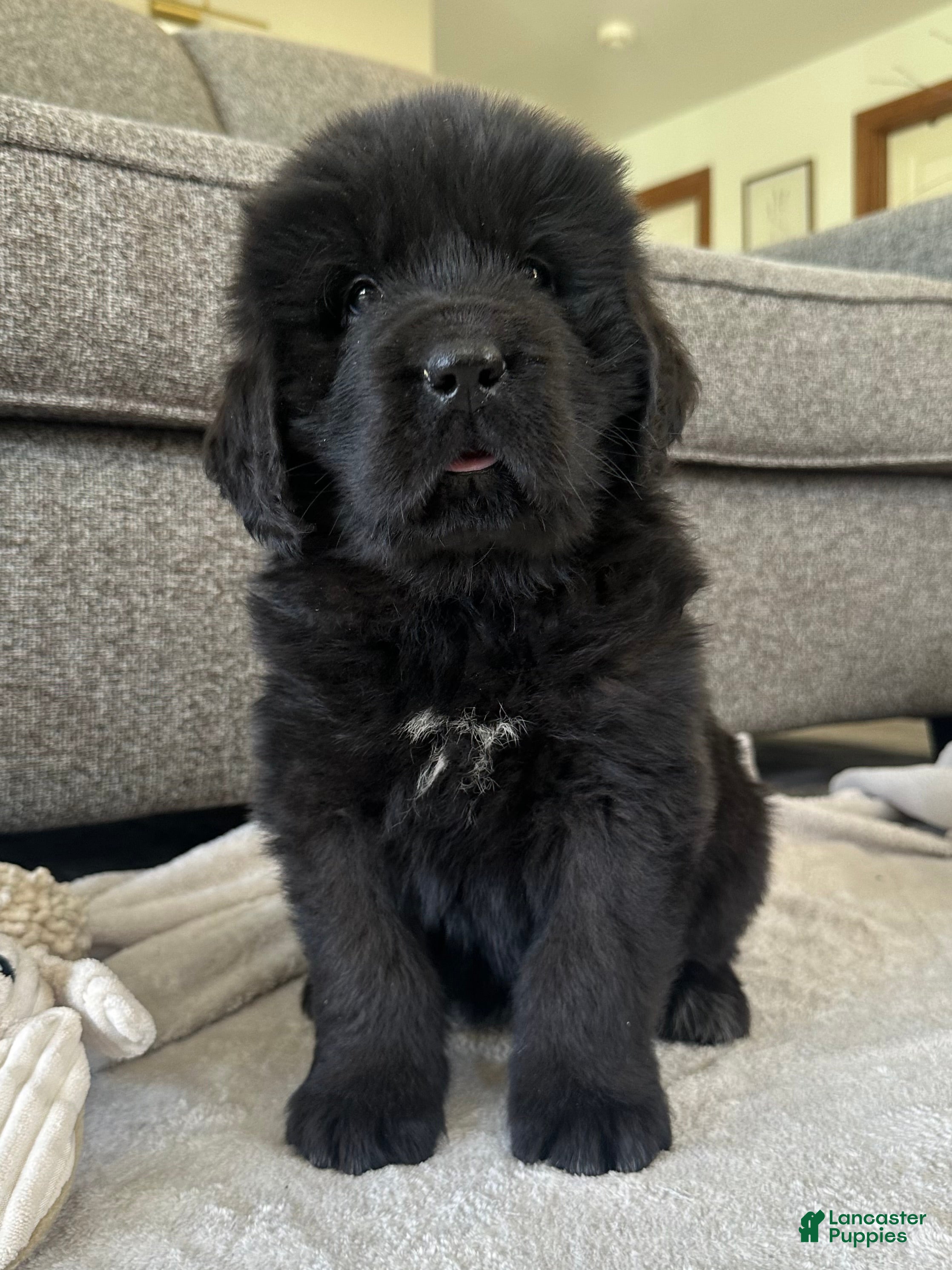 Newfoundland dogs “ Ella” OFA,CH,AKC  - Ad 1