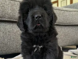 Newfoundland dogs for sale: “ Ella” OFA,CH,AKC - Ad 2