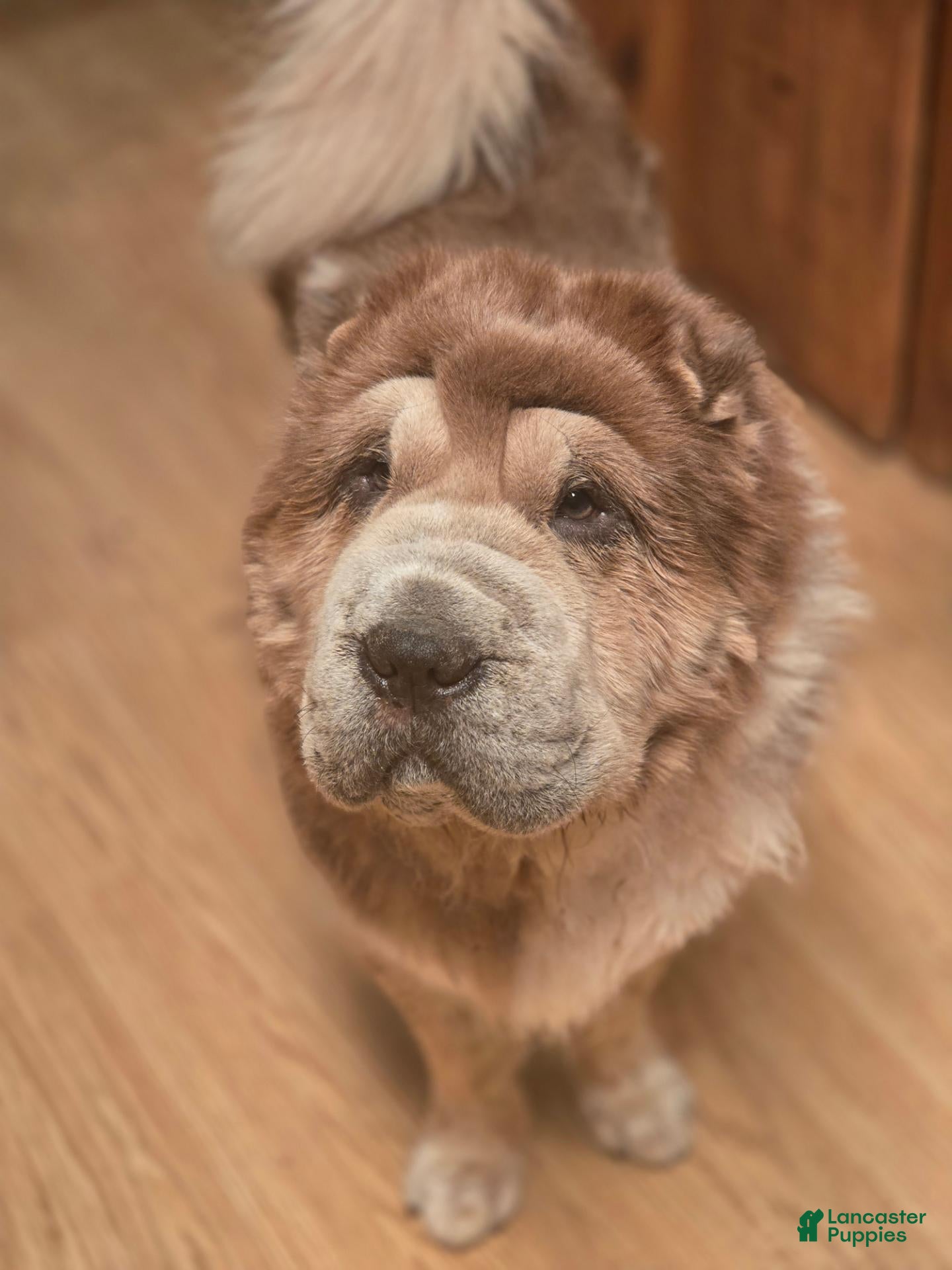 Shar Pei dogs GIZMO-3 year old male bearcoat sharpei - Ad 2