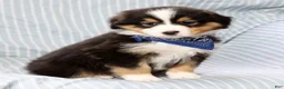 Australian Shepherd dogs for sale: Leo - Ad 3