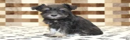 Miniature Schnauzer dogs for sale: Peanut - Ad 4