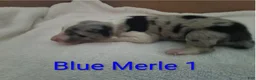 Border Collie dogs for sale: Border Collie 3 - Ad 2
