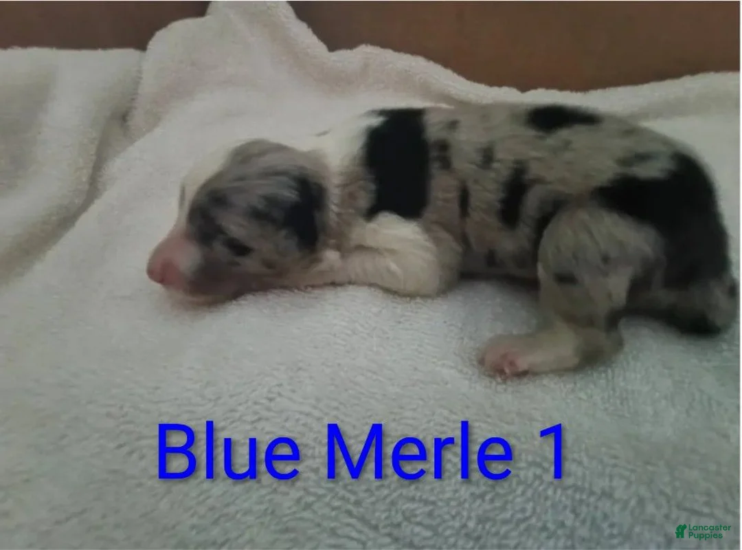 Border Collie dogs for sale: Border Collie 3 - Ad 2