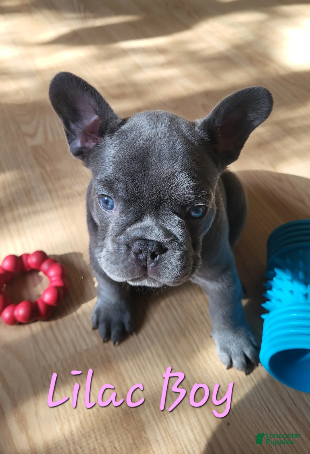 French Bulldog dogs for sale: French Bulldog Puppy 1 - Ad 2