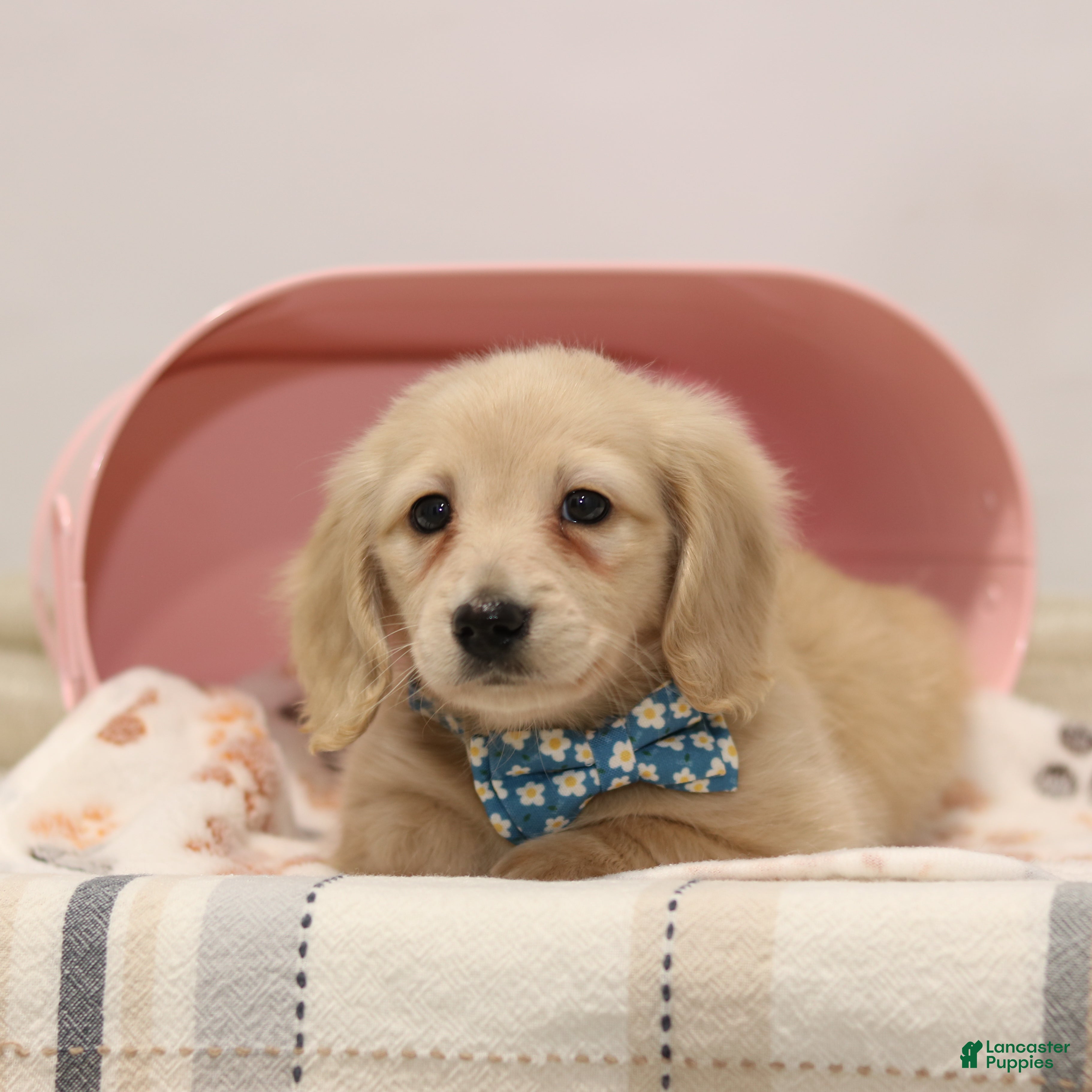 Miniature Dachshund dogs Dasher - Ad 2