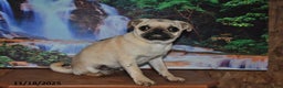 Pug dogs for sale: Wee Willy Winkie - Ad 4