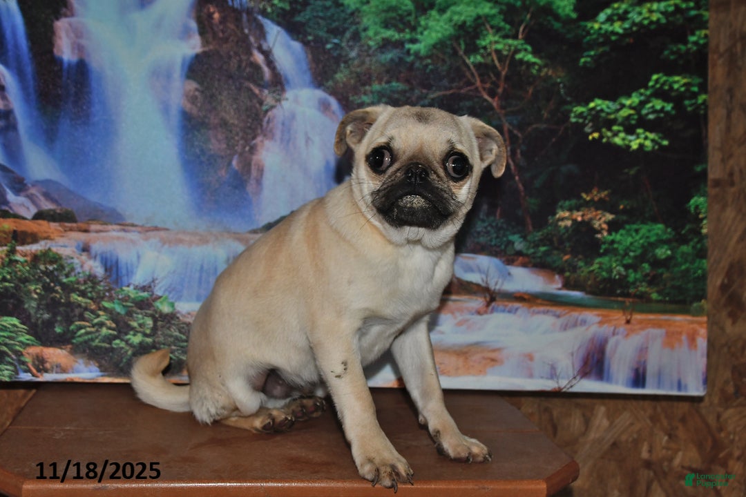 Pug dogs for sale: Wee Willy Winkie - Ad 4