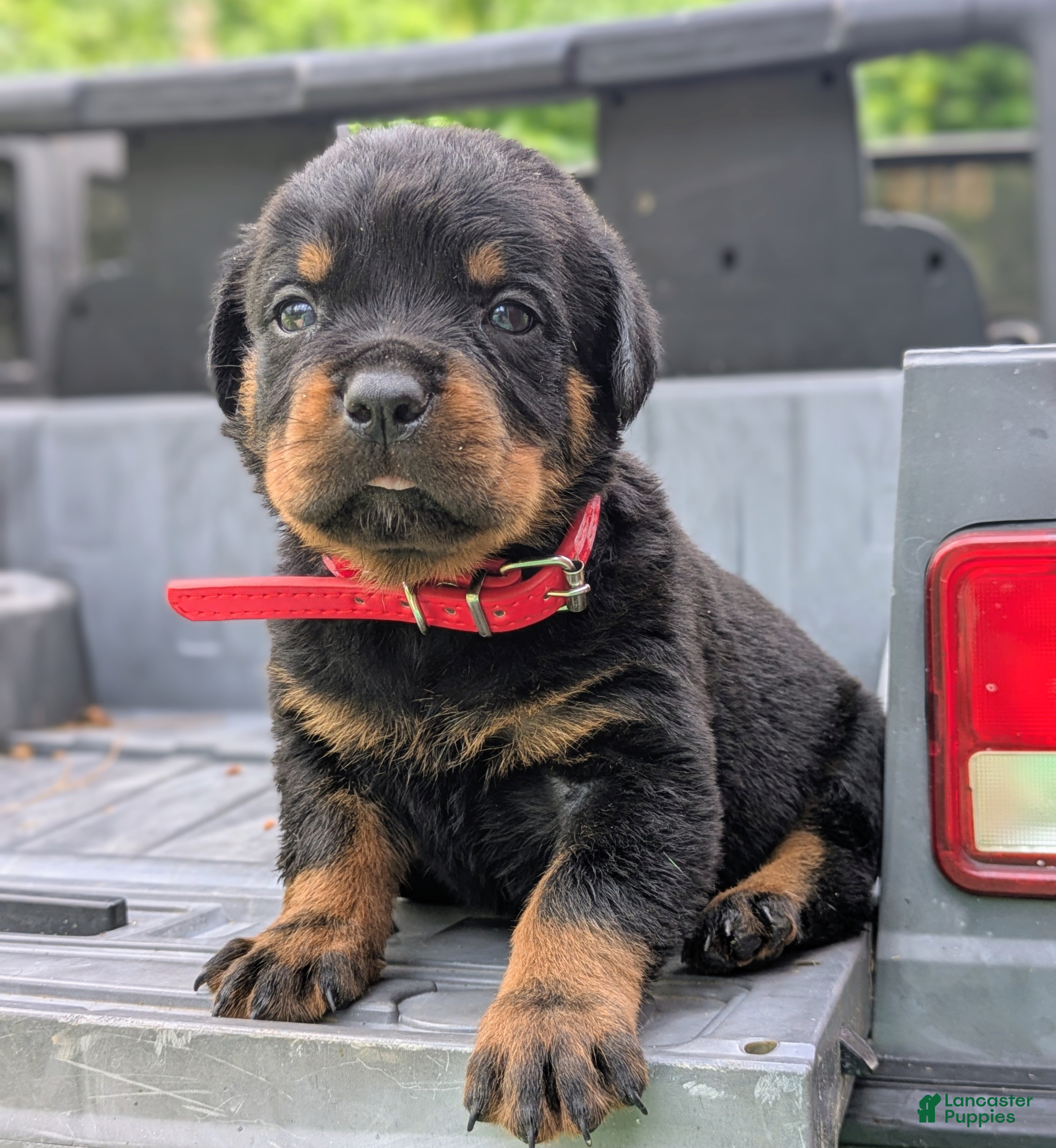 Rottweiler dogs Axel - Ad 1