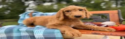 Labradoodle dogs for sale: Marcia (Girl) - Ad 4
