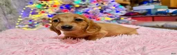 Miniature Dachshund dogs for sale: Russian red Triscuit larger - Ad 15