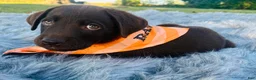 Labrador Retriever dogs for sale: Labrador Retriever green - Ad 2