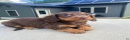 Miniature Dachshund dogs for sale: Pearl - Ad 4