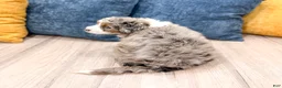 Mini Bernedoodle dogs for sale: Jasmine - Ad 5