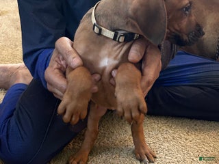 Rhodesian Ridgeback dogs Rhodesian Ridgeback Puppy 4 Beige collar - Ad 20