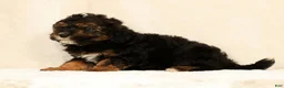 Mini Bernedoodle dogs for sale: Sheldon - Ad 6