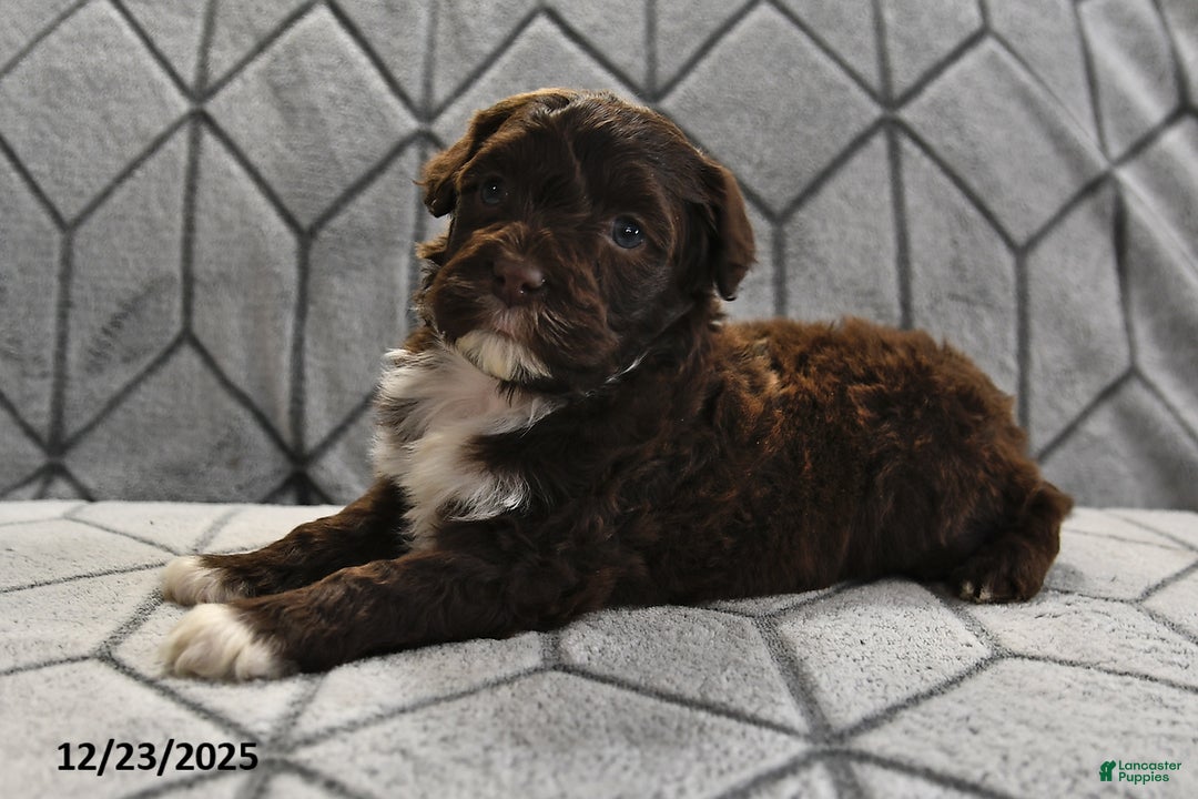 Portuguese Water Dog dogs for sale: Dime - Ad 14