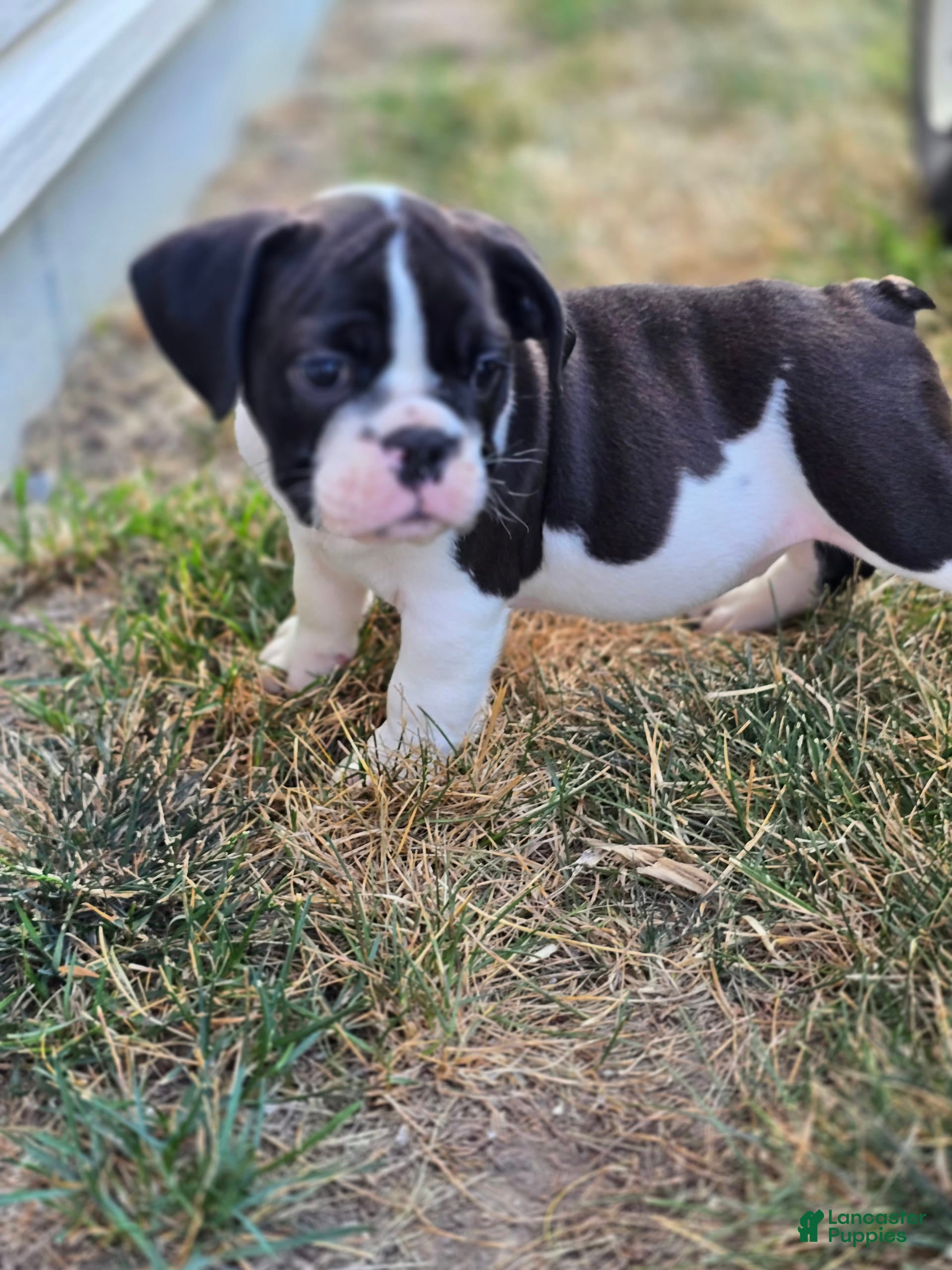 English Bulldog dogs Mack - Ad 22