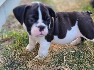 English Bulldog dogs Mack - Ad 24