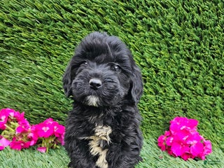 Mini Goldendoodle dogs - Ad 34