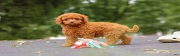 Cavapoo dogs for sale: Wallen - Ad 18