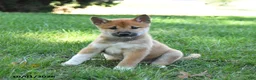 Shiba Inu dogs for sale: Grizzly - Ad 3