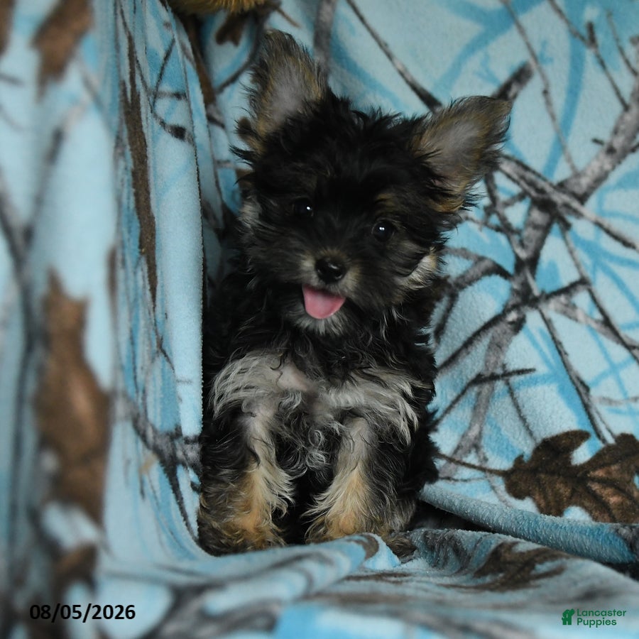 Morkie dogs Zorro - Ad 1