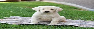 Gracie