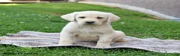 Labrador Retriever dogs for sale: Gracie - Ad 1