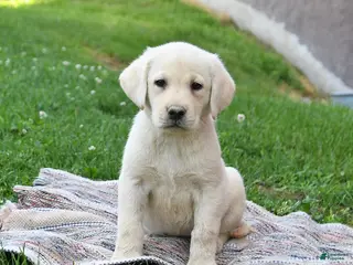 Labrador Retriever dogs for sale: Gracie - Ad 4