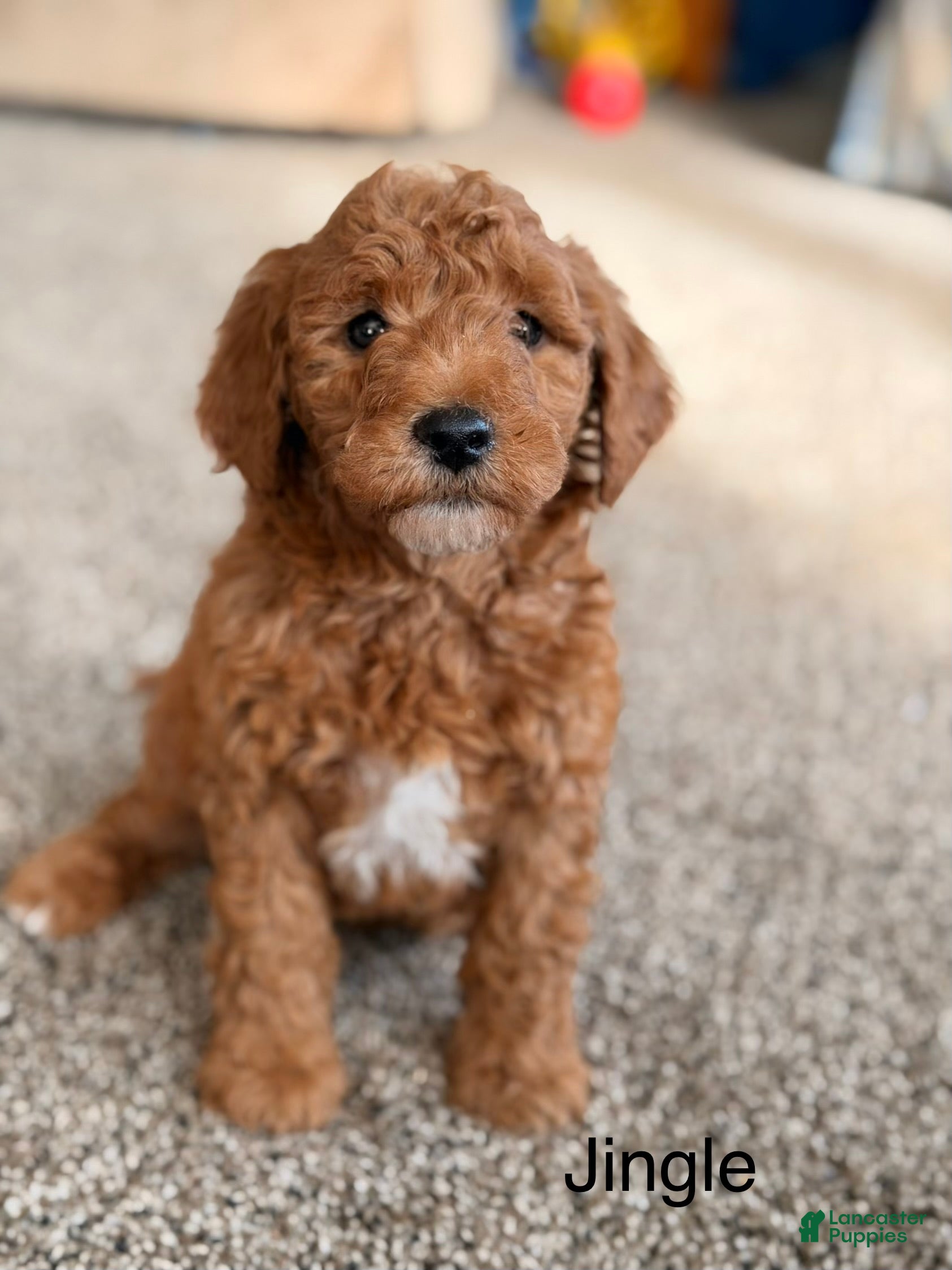 Mini Goldendoodle dogs Jingle - Ad 2