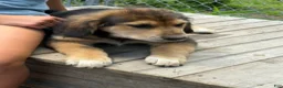 Mixed Breed dogs for sale: Sir Barks - Ad 3
