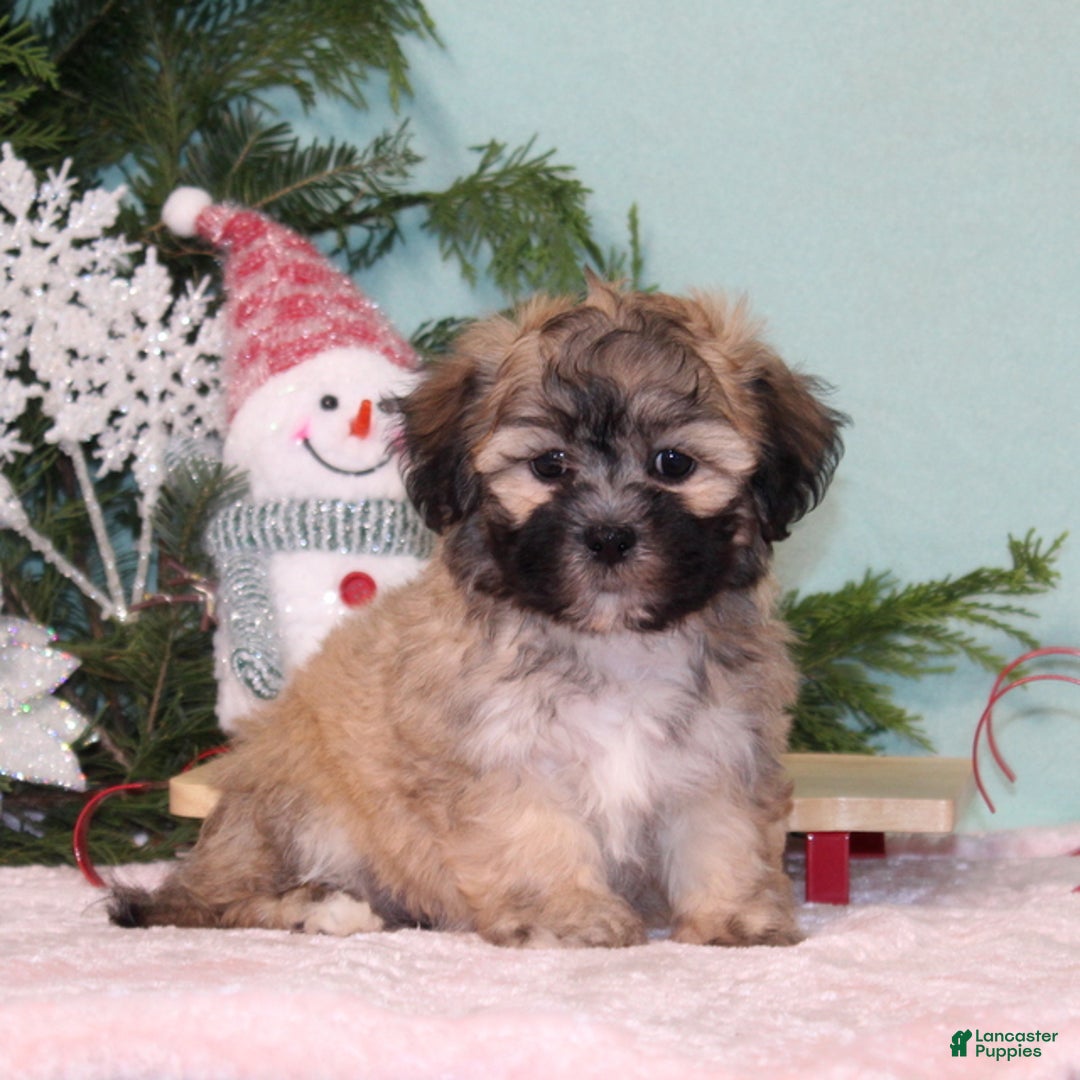 Teddy Bear dogs for sale: Kristy - Ad 1