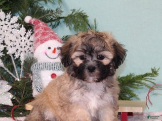 Teddy Bear dogs Kristy - Ad 13