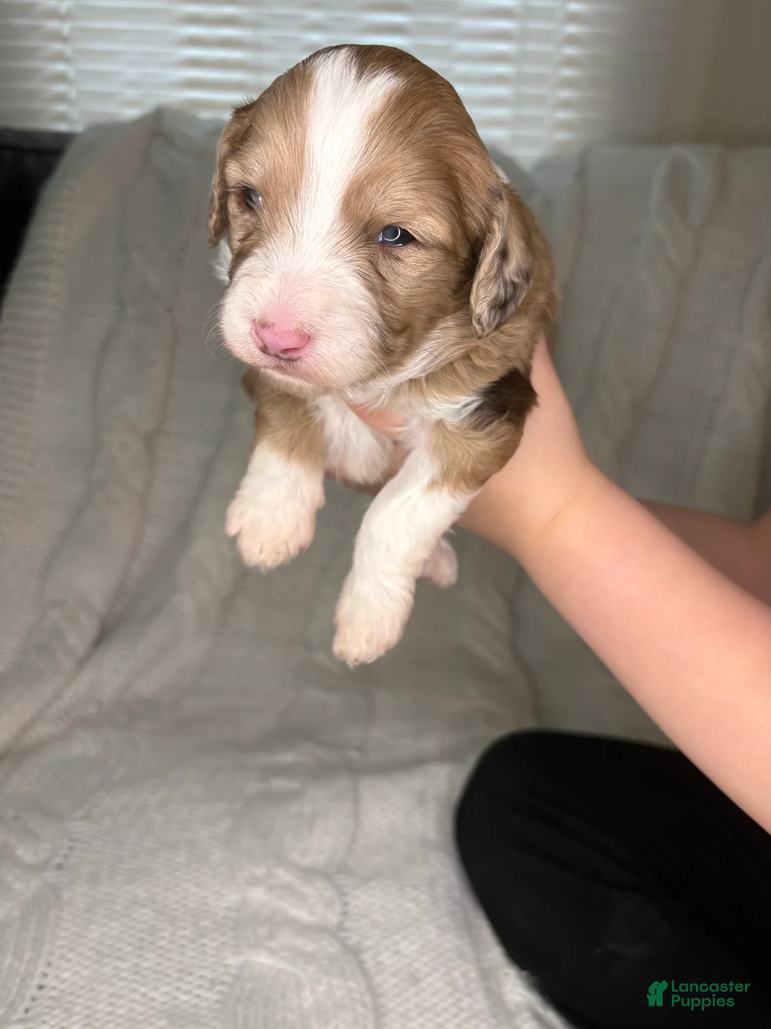 Mini Aussiedoodle dogs for sale: Mini Aussiedoodle Puppy 4 - Ad 5