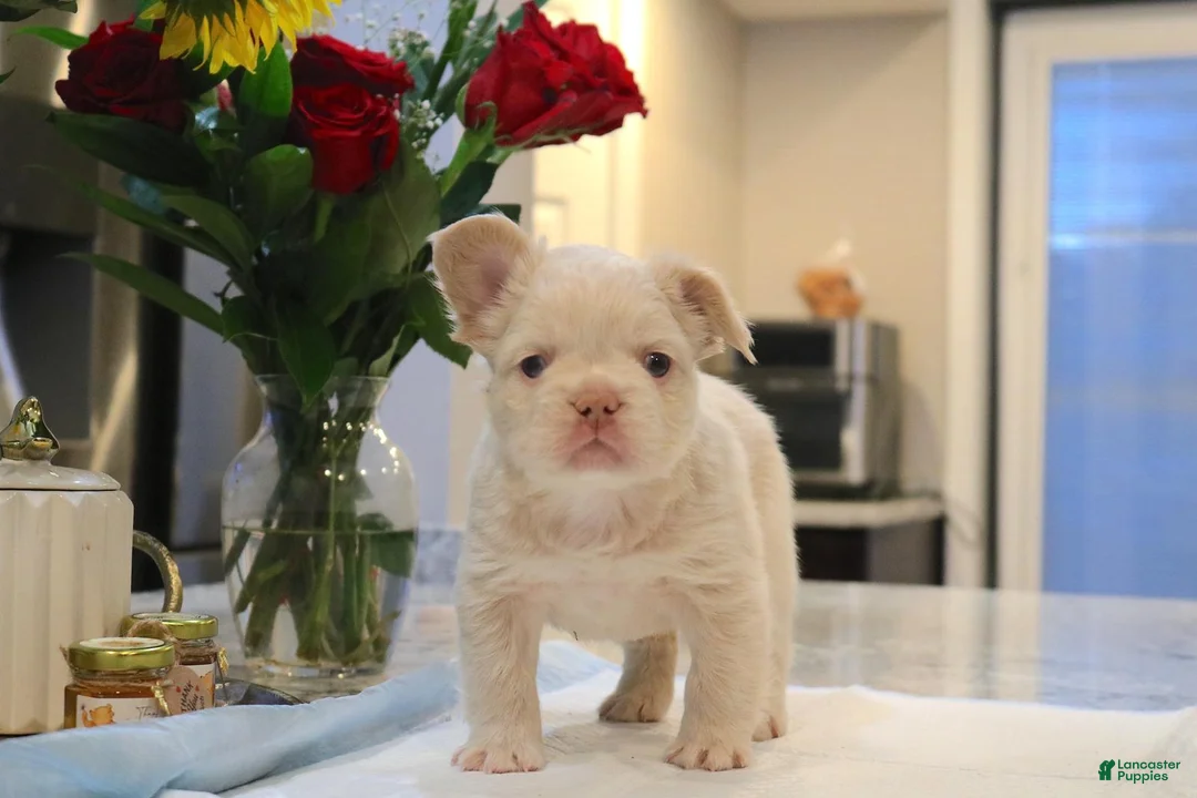 French Bulldog dogs for sale: Marshmello  - Ad 1