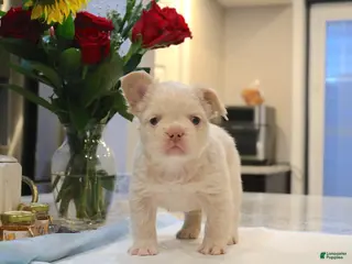 French Bulldog dogs for sale: Marshmello - Ad 2