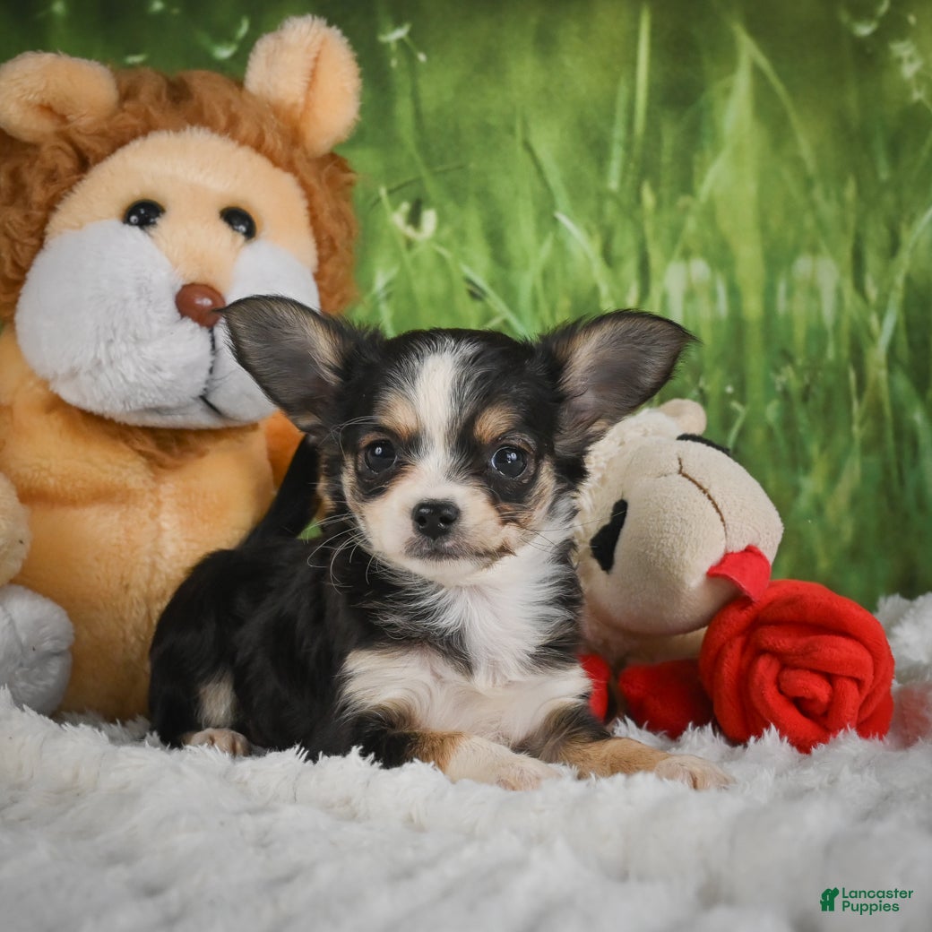 Chihuahua dogs Precious - Ad 2