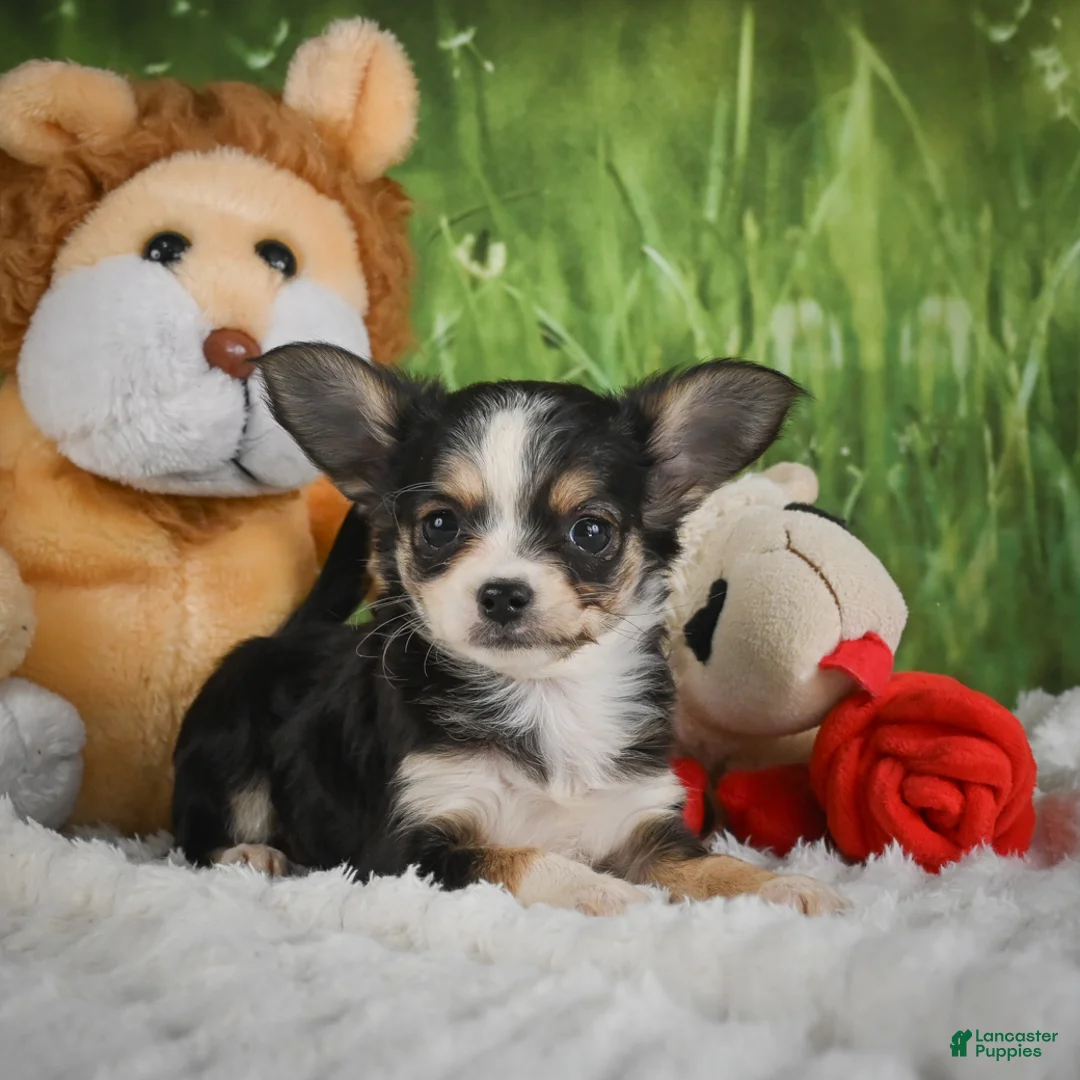 Chihuahua dogs for sale: Precious - Ad 2