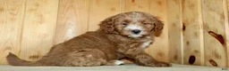 Mini Goldendoodle dogs for sale: Pickles - Ad 5