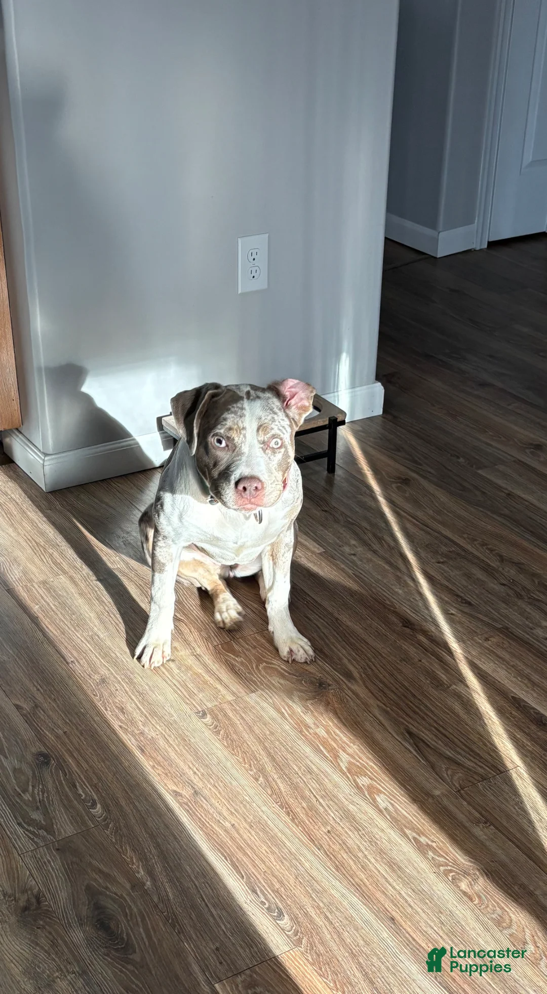 Mixed Breed dogs for sale: Mixed Breed Puppy 2 - Ad 2