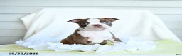 Boston Terrier dogs for sale: Ned - Ad 3