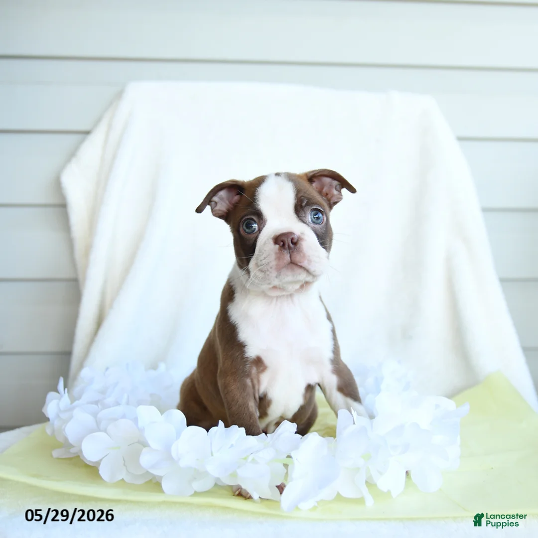 Boston Terrier dogs for sale: Ned - Ad 3