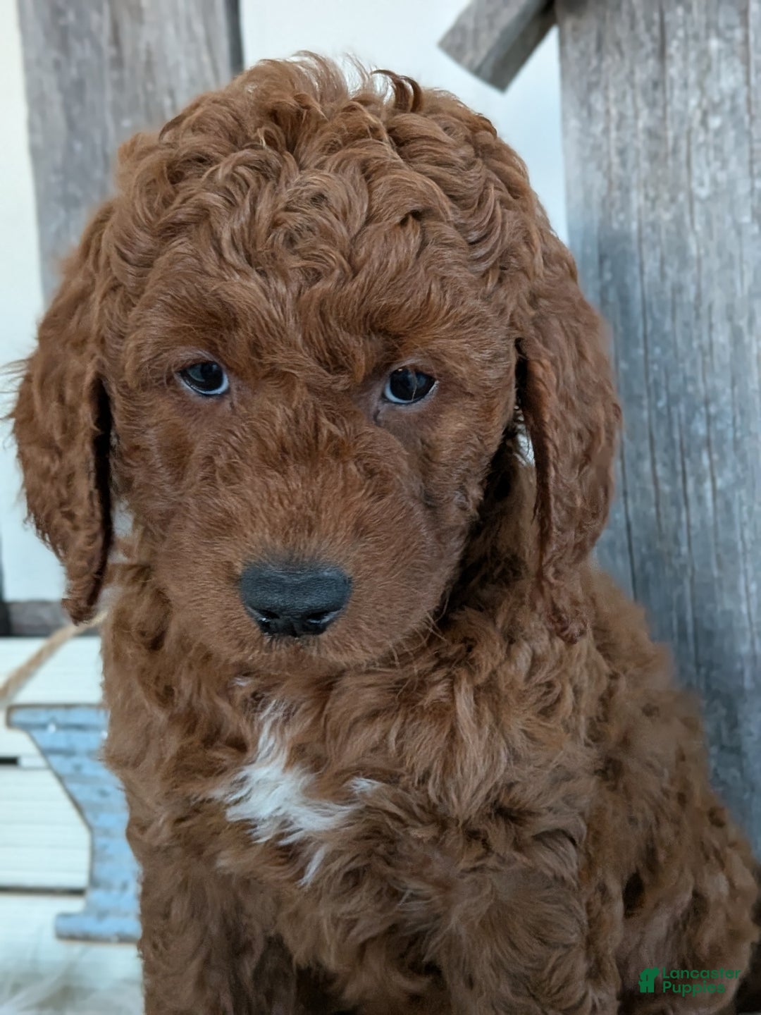 Goldendoodle dogs for sale: Bingo  - Ad 4